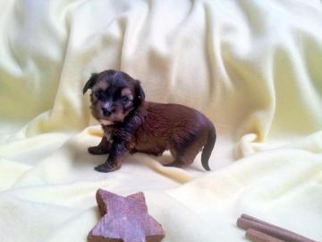 Luxus Welpen Merle Yorkshire Terrier