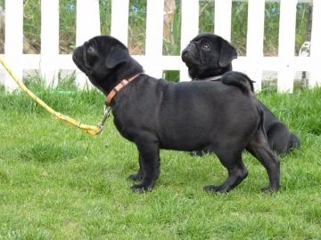 Mops Welpen beige und schwarz mit Papier