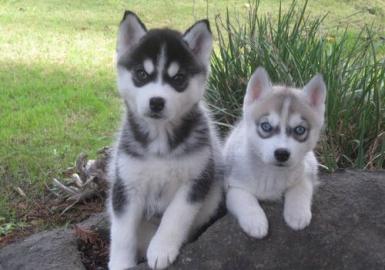 Wundersch�ne husky welpen