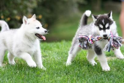 Wundersch�ne husky welpen