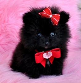 Zwergspitz / Pomeranian welpen