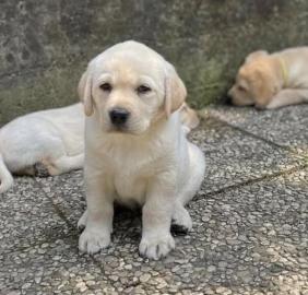 Wundersch�ne Labrador-Welpen suchen ein