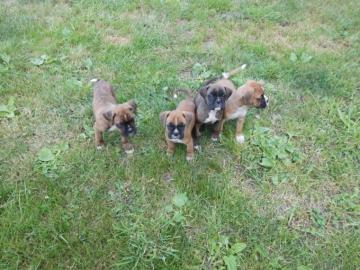 Boxer Welpen. 
