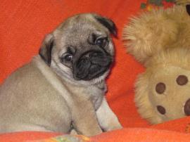 Mops Welpen mit Stammbaum