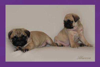 Zu Hause aufgezogen Mops Welpen