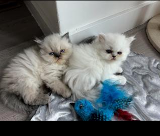 F�r alle, die ein wei�es Perser-K�tzchen