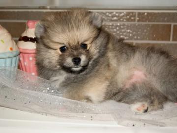 Zwergspitz/Pomeranian mit Stammbaum