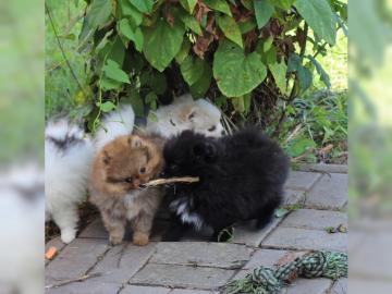 Zwergspitz/Pomeranian mit Stammbaum