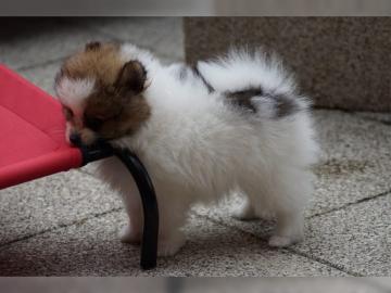Zwergspitz/Pomeranian mit Stammbaum