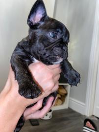 Franz?sische Bulldogge Welpen zur Verf?g