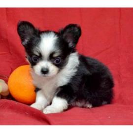 sch�ne Chihuahua Welpen