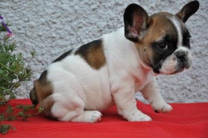 sch�n franz�sisch Bulldogge Welpen f�r