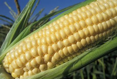 Corn zum Verkauf