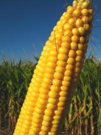 Corn zum Verkauf
