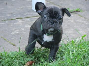 Franz�sische Bulldogge Welpen