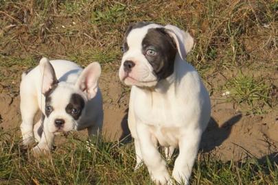 Franz�sische Bulldogge Welpen