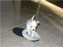 sch�ne Chihuahua Welpen zur Annahme