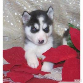 wundersch�ne Siberian Husky Welpen zu ve