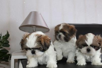 Sch�ne Shih Tzu Welpen