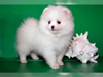 Knuddlige Zwerg spitz/ Pomeranian Welpen