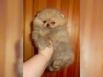 Knuddlige Zwerg spitz/ Pomeranian Welpen