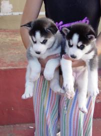 **Neu** Siberian Husky Welpen***