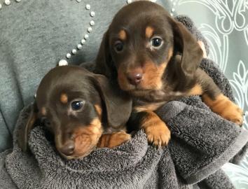 Sch?ne DACHSHUND welpen