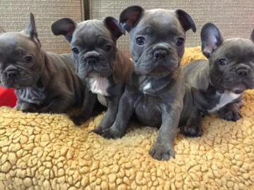 Franz�sische Bulldoggen welpen