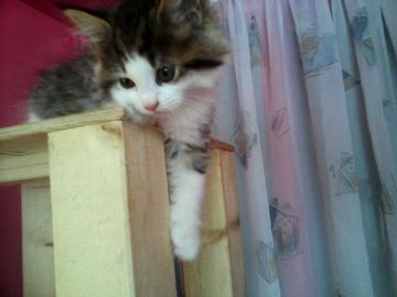 sehr sch�ne   maine coon!