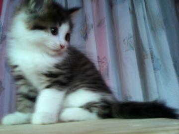 sehr sch�ne   maine coon!