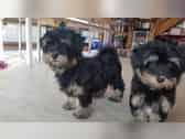 Wundersch�ne Bolonka Zwetna Welpen mit P