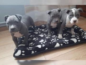 American Blue-Line Pit Bull Terrier Welp