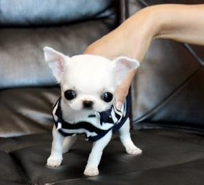 Chihuahua Welpen Kurzhaar Mini