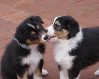 Australian Shepherd Welpen mit ASCA- Pap