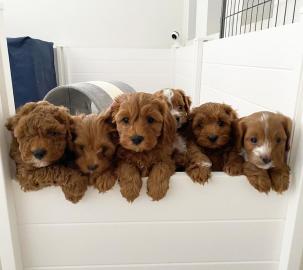 Cavapoo-Welpen verstehen