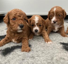 Cavapoo-Welpen verstehen
