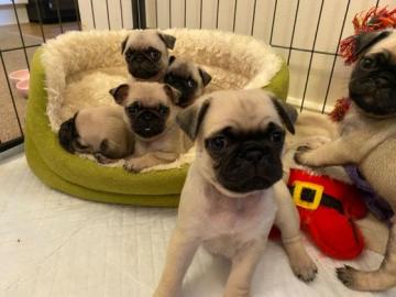 Atemberaubende Mops-Welpen verf?gbar