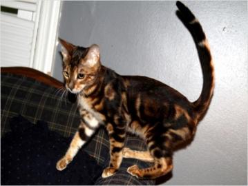 F1-F4 Savannah Kitten & Serval K�tzchen