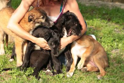 Borzoi puppies