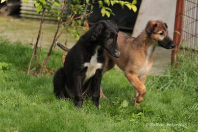 Borzoi puppies