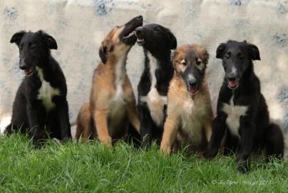 Borzoi puppies
