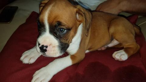 Boxer Welpen