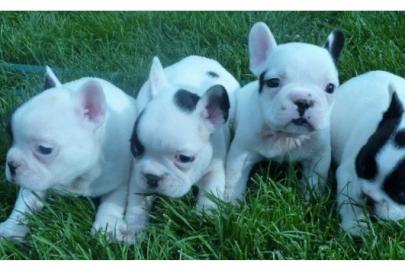 Zwei englische Bulldogge Welpen zur Anna