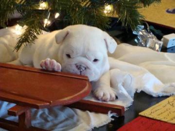 Zwei englische Bulldogge Welpen zur Anna