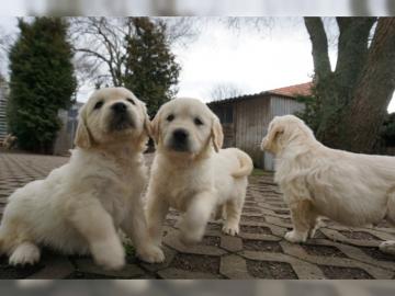 reinrassige Golden Retriever Welpen