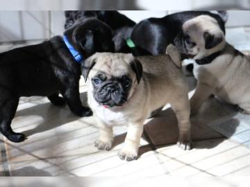 Unsere Malteser Babys
