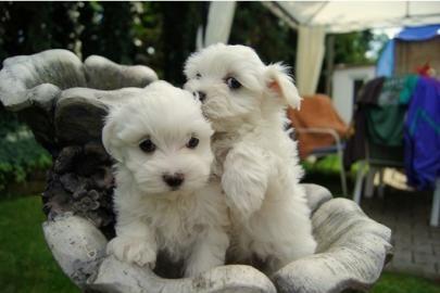 S��er Malteser-Welpen