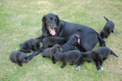 sehr sch�ne Labrador welpen