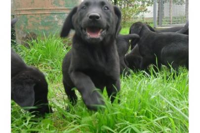 sehr sch�ne Labrador welpen