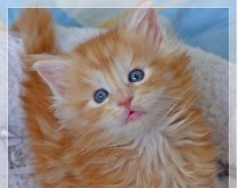 Unsere Maine coon k�tzchen sind da. 
